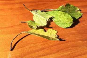 What’s happening to my Serrano leaves?