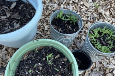 Should I bring my seedlings inside?