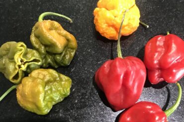I have grown these peppers what type? They are extremely HOT. Thanks All
