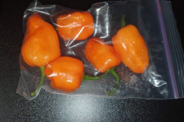 Could this be habanero and moruga scorpion crossbreed? Its really hot