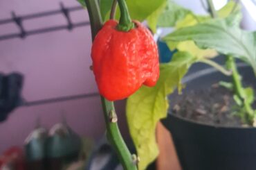 Is this pepper ripe?