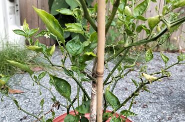 Help my Aji Champion