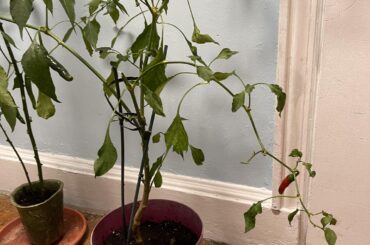 Spray the aphids