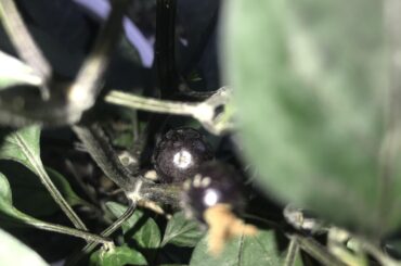 Please tell me plant name and are peppers safe to eat?