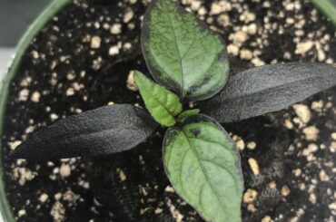 Black Hungarian x Black Pearl F1 seedlings.