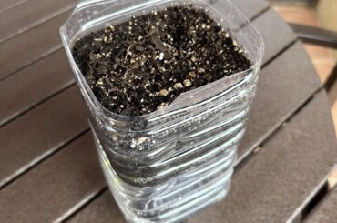 Cayenne planted!
