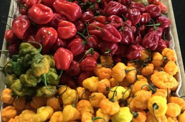 What to do with these peppers I have over 5kgs and Extremely Hot.