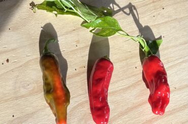 Neighbor gave us these peppers - what are they?