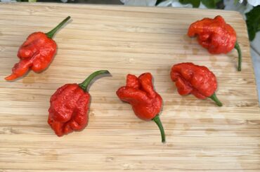 Thought I was growing reapers. They are really hot any idea what they could be?
