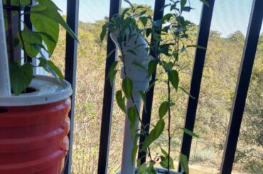Two Serranos, One Bucket