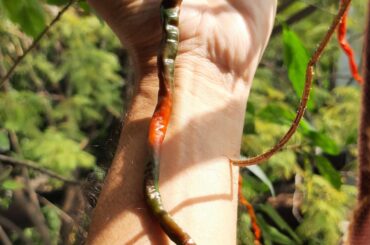Cabai kopay ripening