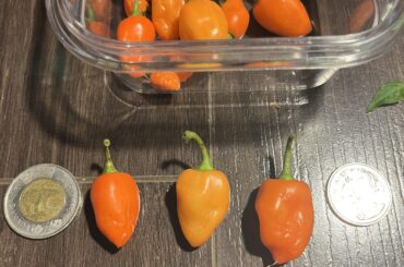 Any idea on what type of pepper this is?