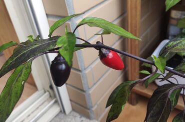 Please help me infentify this pepper
