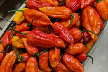 Today's harvest : Bhut Jolokia, Carolina reaper, Jalapeno, Bishop's crown, habaneros,Rocoto.