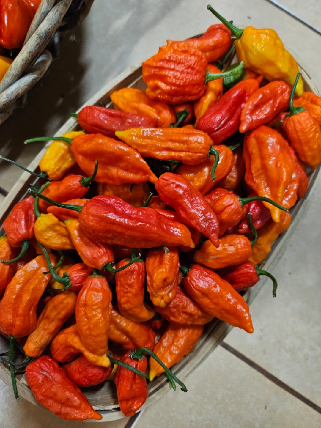 Today's harvest : Bhut Jolokia, Carolina reaper, Jalapeno, Bishop's ...