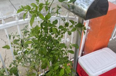My Wartryx pepper plant