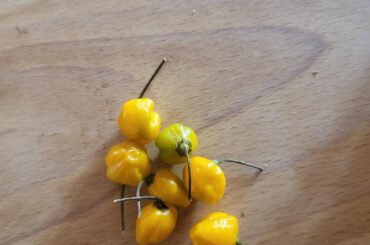 Chili ID