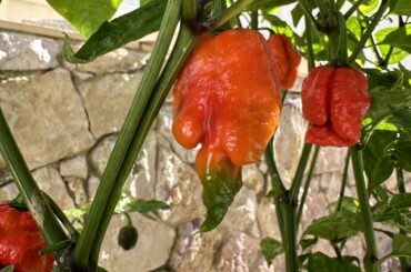 Reaper getting ripe