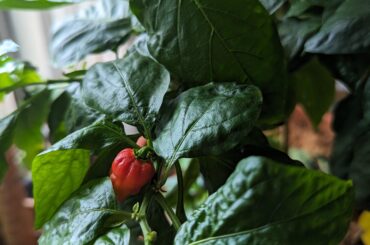 Trinidad scorpion