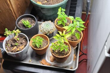 How do I get rid of aphids