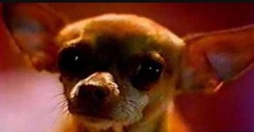 Petition to bring back the Taco Bell chihuahua