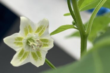 Any idea of whats that pepper ?