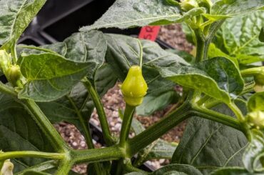 First baccatum from my first indoor grow!