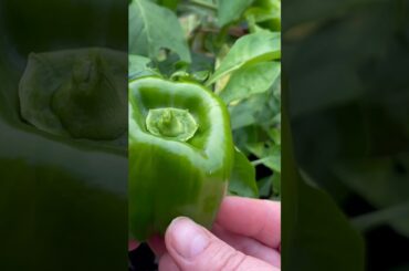 Harvesting Bell Peppers - Beautiful Backyard Garden Update #shorts