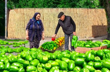 Harvesting Lots of Bell Peppers and Preparing Pickled Peppers in the Village!