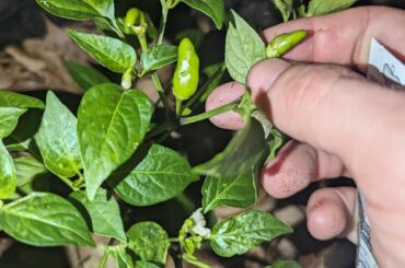 I bought this as a jalapeno plant but the peppers grow upwards