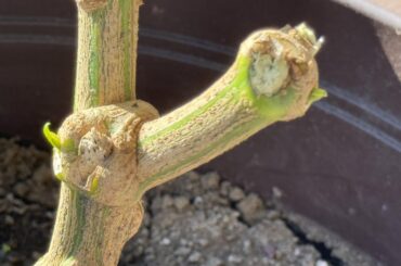 Looks like it survived!