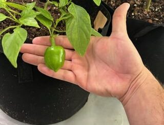 Can anyone tell me what these four peppers are? They're from the ferry morse hot pepper mix