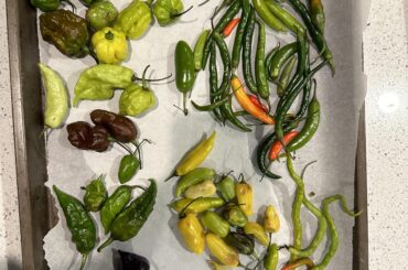 For fun, can you identify these peppers?