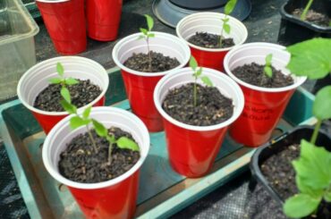 Some of my peppers I've started this season