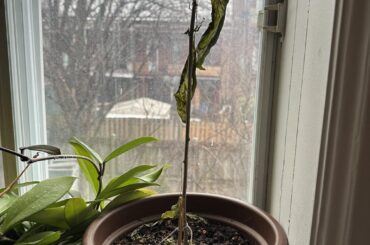 Any way to save this plant?