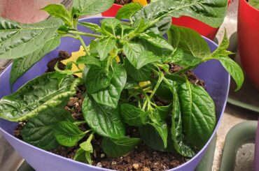 Issue. Leaves curled up and growth pointing down.