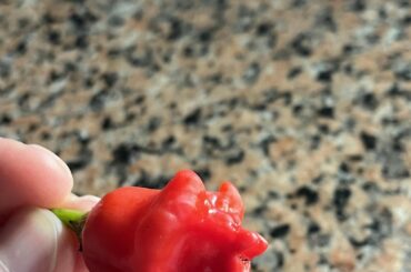 What pepper is this?