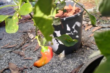 Help me ID this pepper