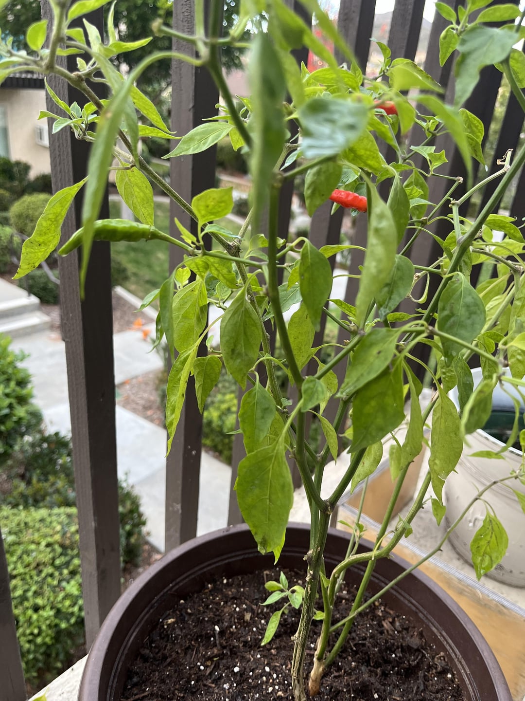 Is she dying? Chili Chili