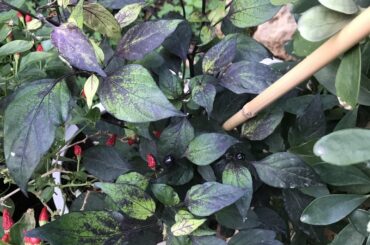 Is this a Black Prince or Black Pearl Pepper plant?