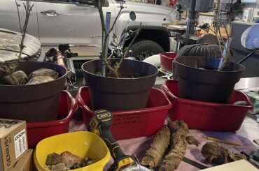 The espellete have been in my (messy) garage for about a month.