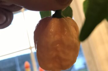 Windowsill peach reapers