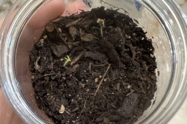 Transplanting Ghosts