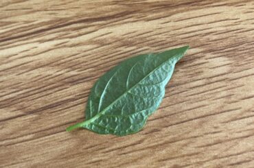 I think I have spider mites. Need confirmation.
