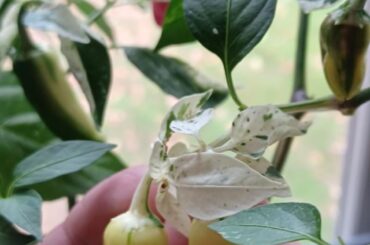 White peppers on a variegated fish pepper plant