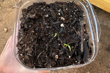 Cayenne Update