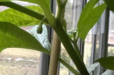Chocolate Ghost Peppers