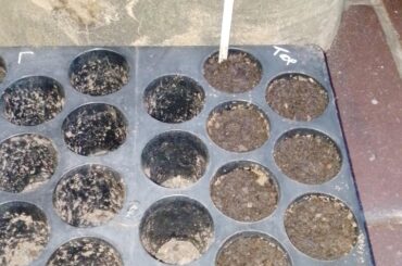 Trinidad Scorpion Pepper Seeds