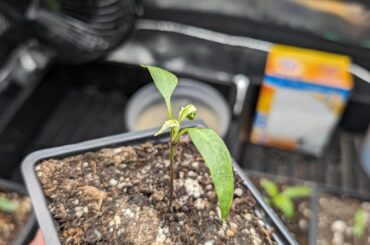 F6 Mattapeno seedlings' first true leaves