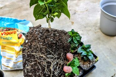 Up potting in December